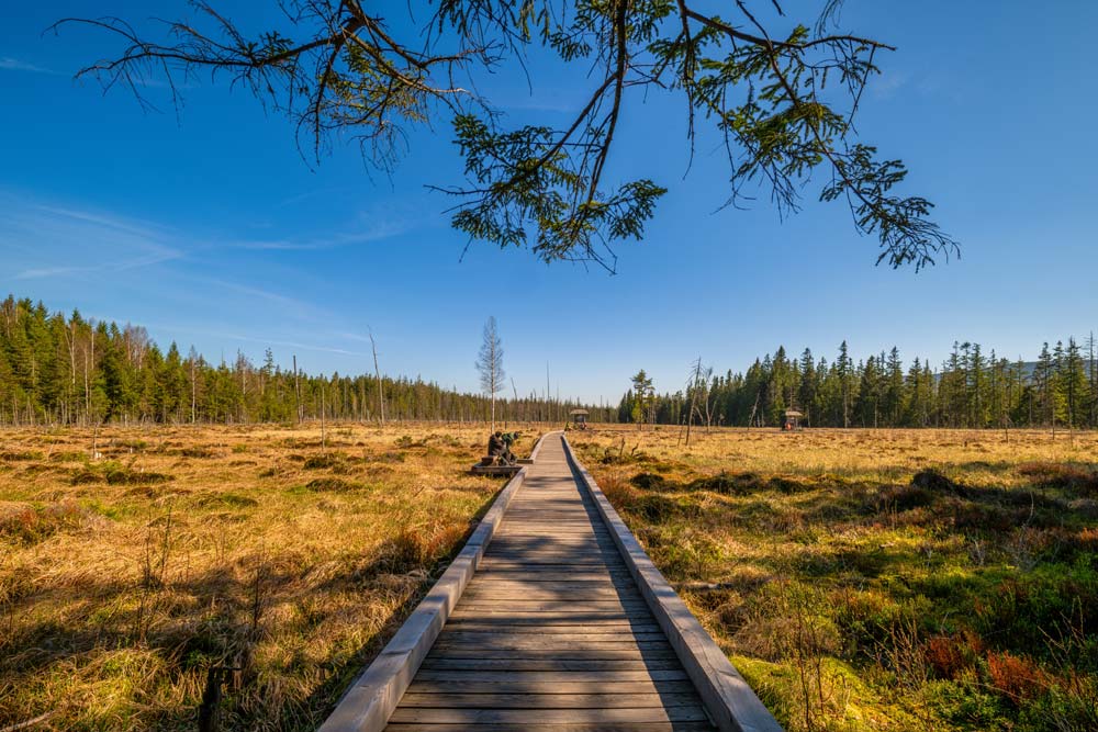 Torfowisko w Zieleńcu jest świetnym miejscem dla fotografów, którzy mogą robić zdjęcia licznemu ptactwu