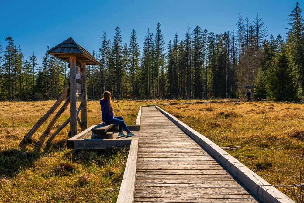 Zwiedzanie torfowiska Zieleniec jest możliwe dzięki sieci drewnianych kładek.
