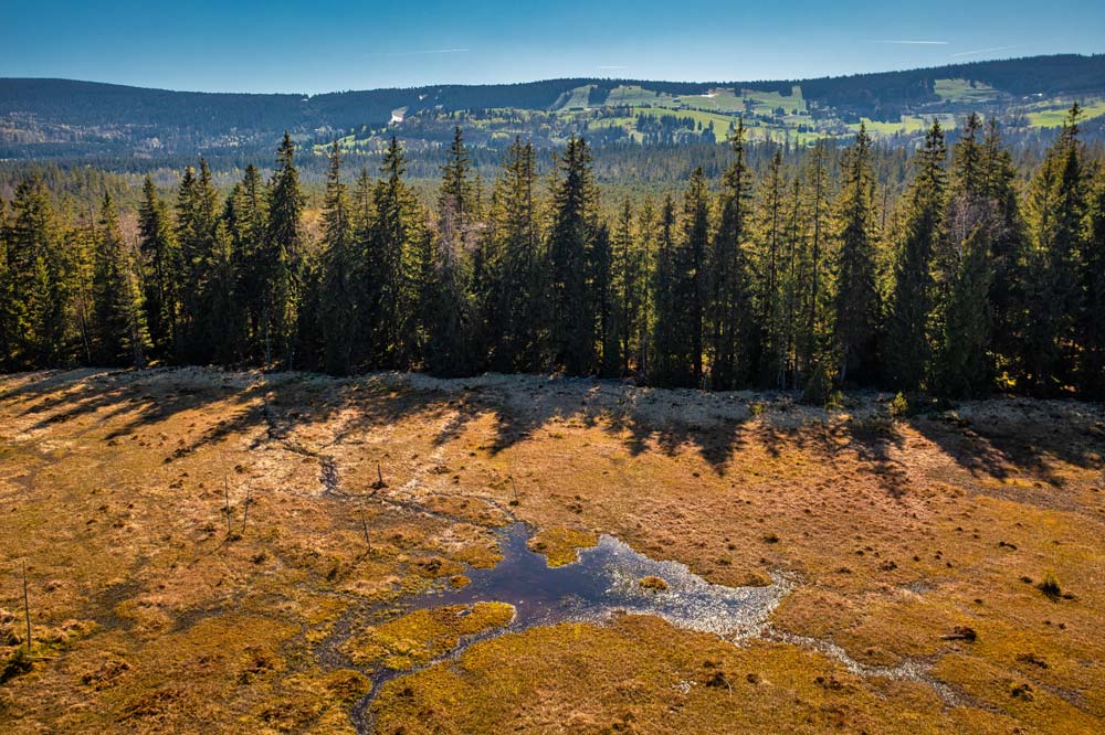 Jesienią torfowisko w Zieleńcu przybiera złote barwy