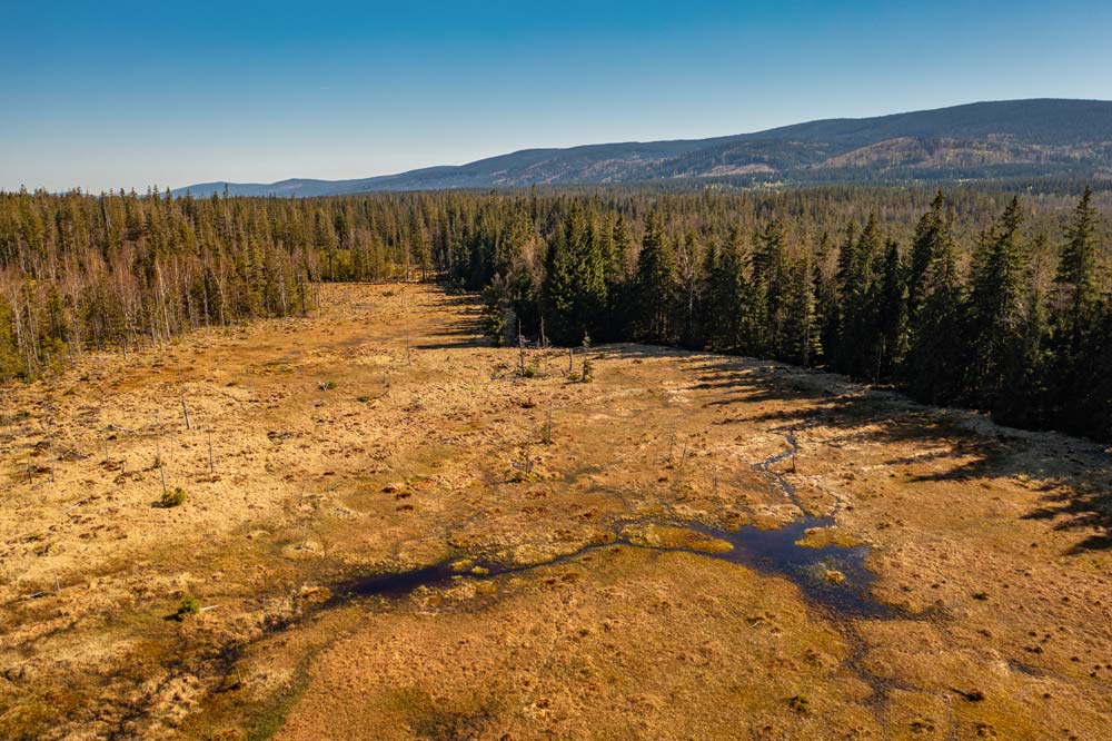 Panoramiczny widok na Torfowisko pod Zieleńcem – torfowce, mgła unosząca się nad roślinnością i świerki w tle