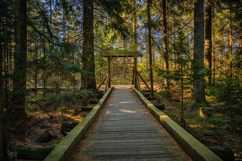 Wejście do Torfowiska w Zieleńcu