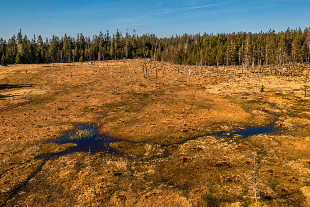 Panoramiczny widok na Torfowisko pod Zieleńcem – kładki prowadzące przez torfowce, mgła unosząca się nad roślinnością i świerki w tle