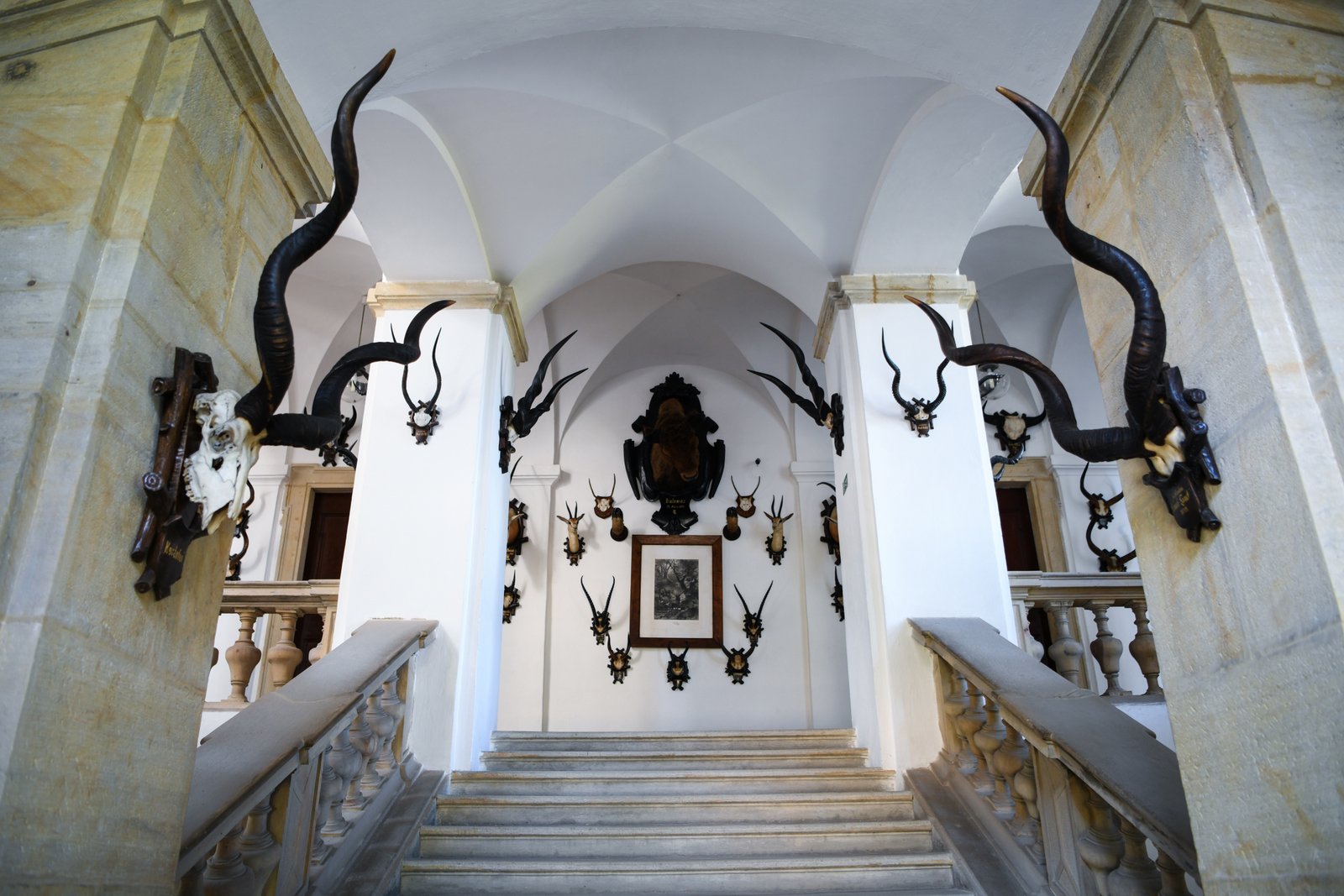 Monumentalne schody w Pałacu Úsov, ozdobione licznymi trofeami myśliwskimi – rogami i czaszkami zwierząt zawieszonymi na białych ścianach pod sklepionym sufitem.