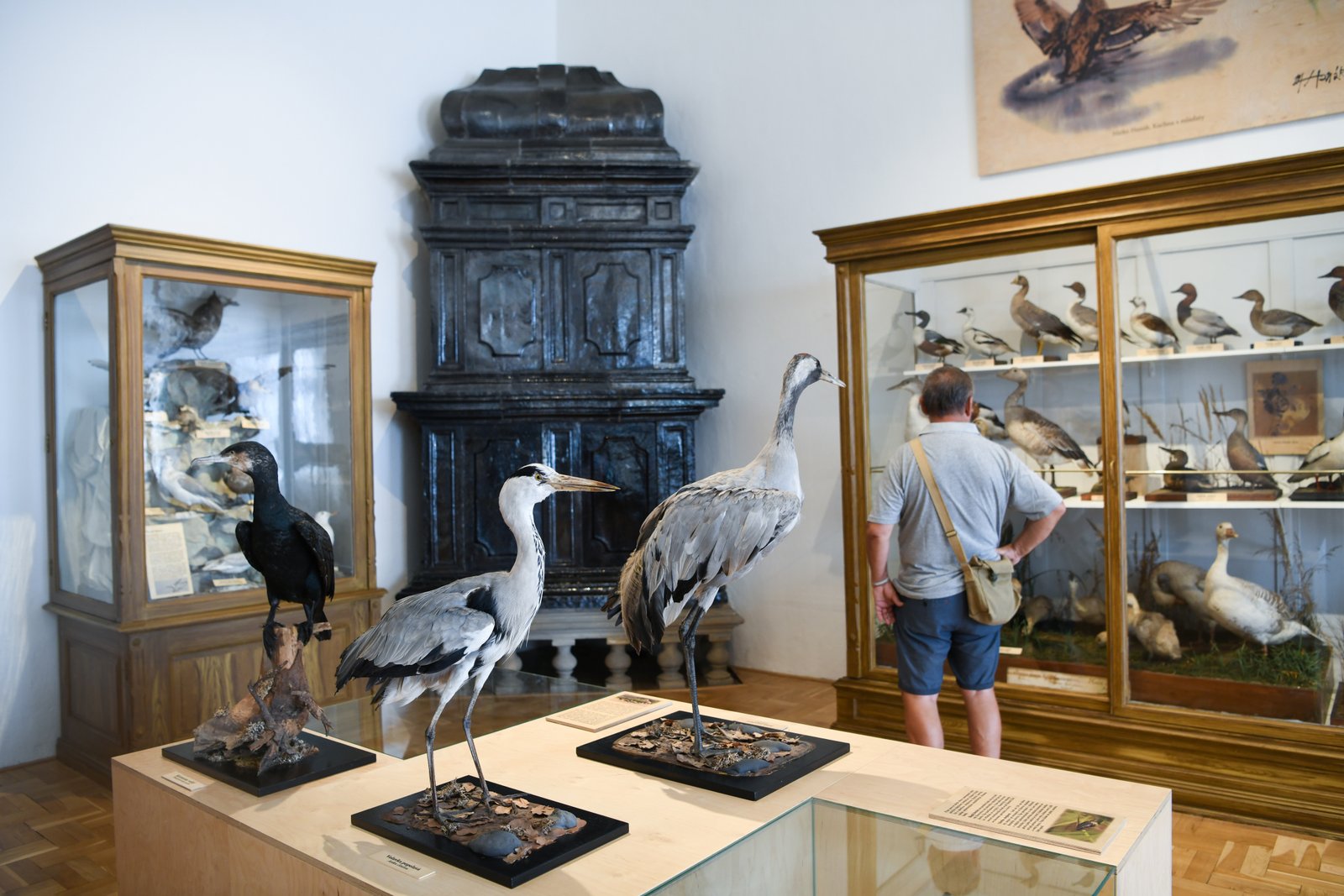 Sala muzealna w Pałacu Úsov z ekspozycją wypchanych ptaków – żurawi, kormoranów i kaczek – ustawionych w gablotach. W tle widoczny czarny piec kaflowy.