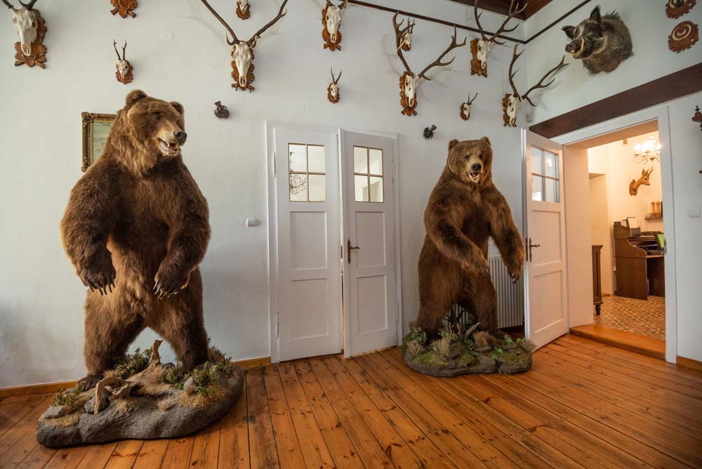 Myśliwskie wnętrze zamku: dwa wypchane niedźwiedzie i poroża na ścianach w holu z drewnianą podłogą.